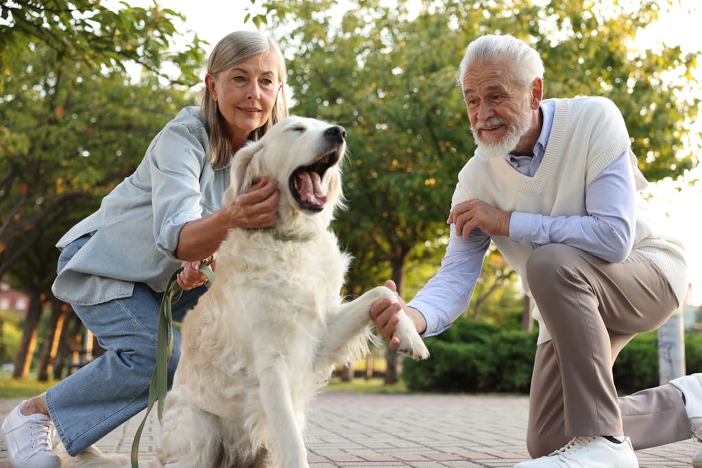 Older couple with a golden retriever outdoors
